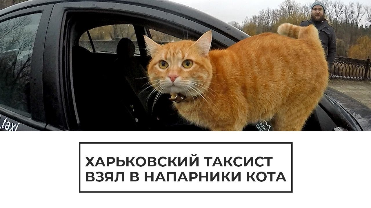 Харьковский таксист взял в напарники кота