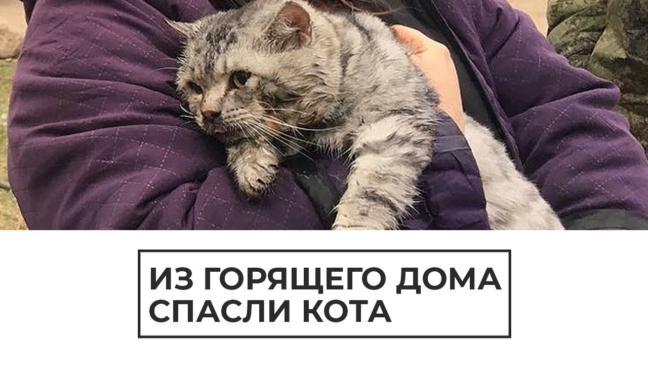 Во Владимирской области спасли кота из горящего дома