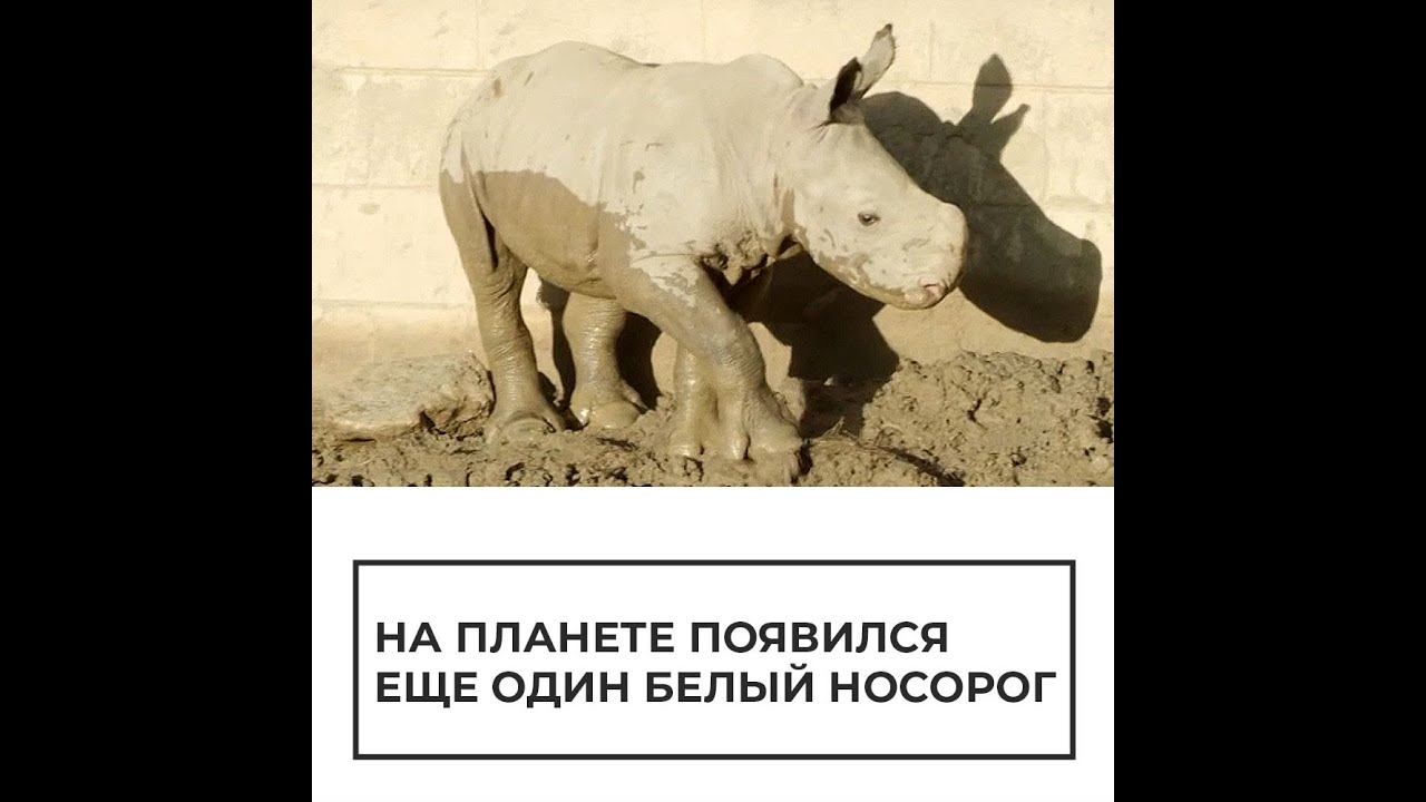 В зоопарке Сан-Диего появился на свет детеныш белого носорога