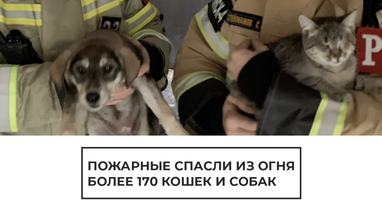 Пожарные спасли из огня всех животных приюта