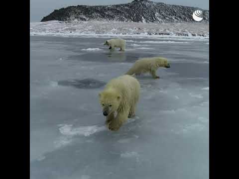 На Чукотке медвежата спустились на неокрепший лед