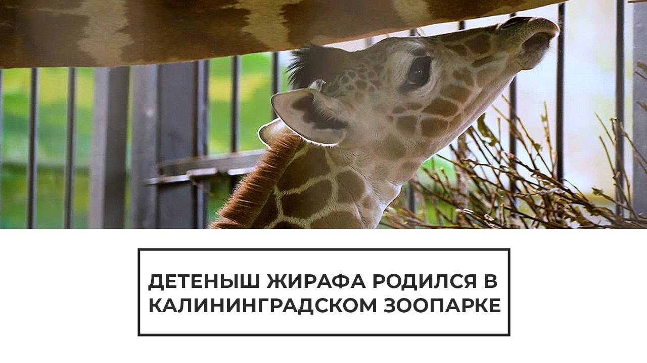 В зоопарке Калининграда появился на свет детеныш жирафа