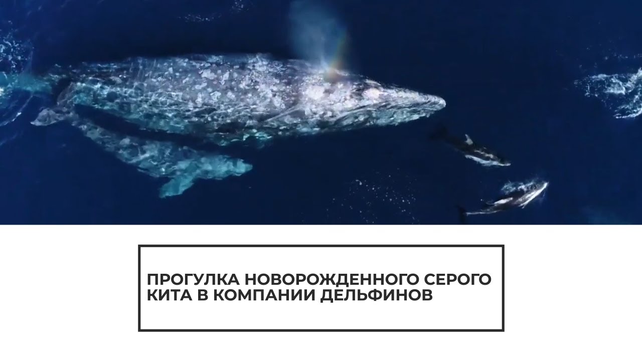 Прогулка новорожденного серого кита в компании дельфинов