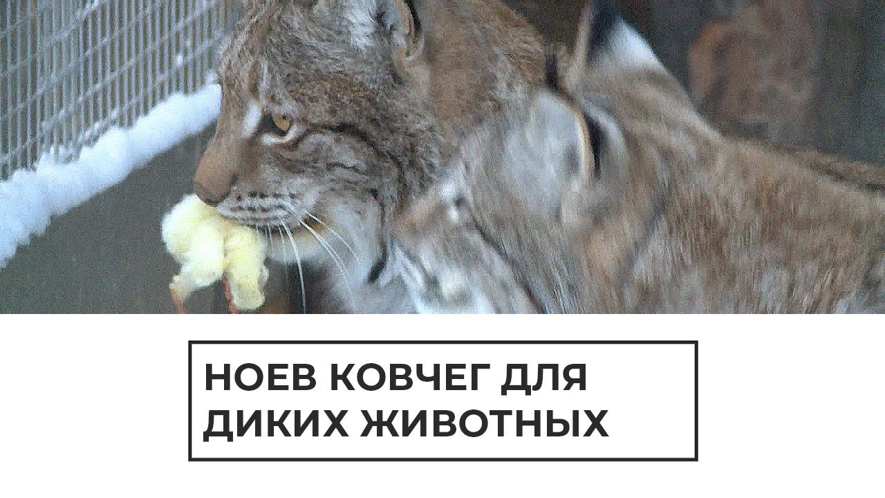 Приют для диких животных