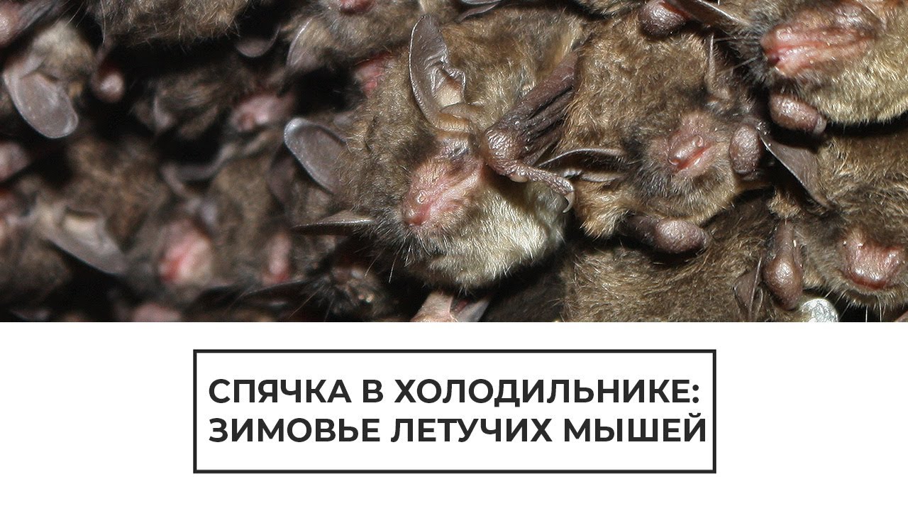 Спячка в холодильнике: зимовье летучих мышей
