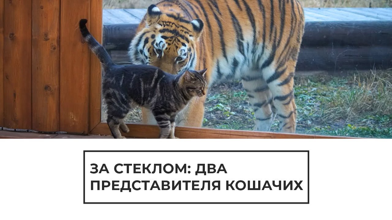 За стеклом: два представителя кошачьих
