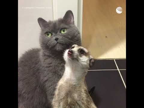 Дружба суриката и кота