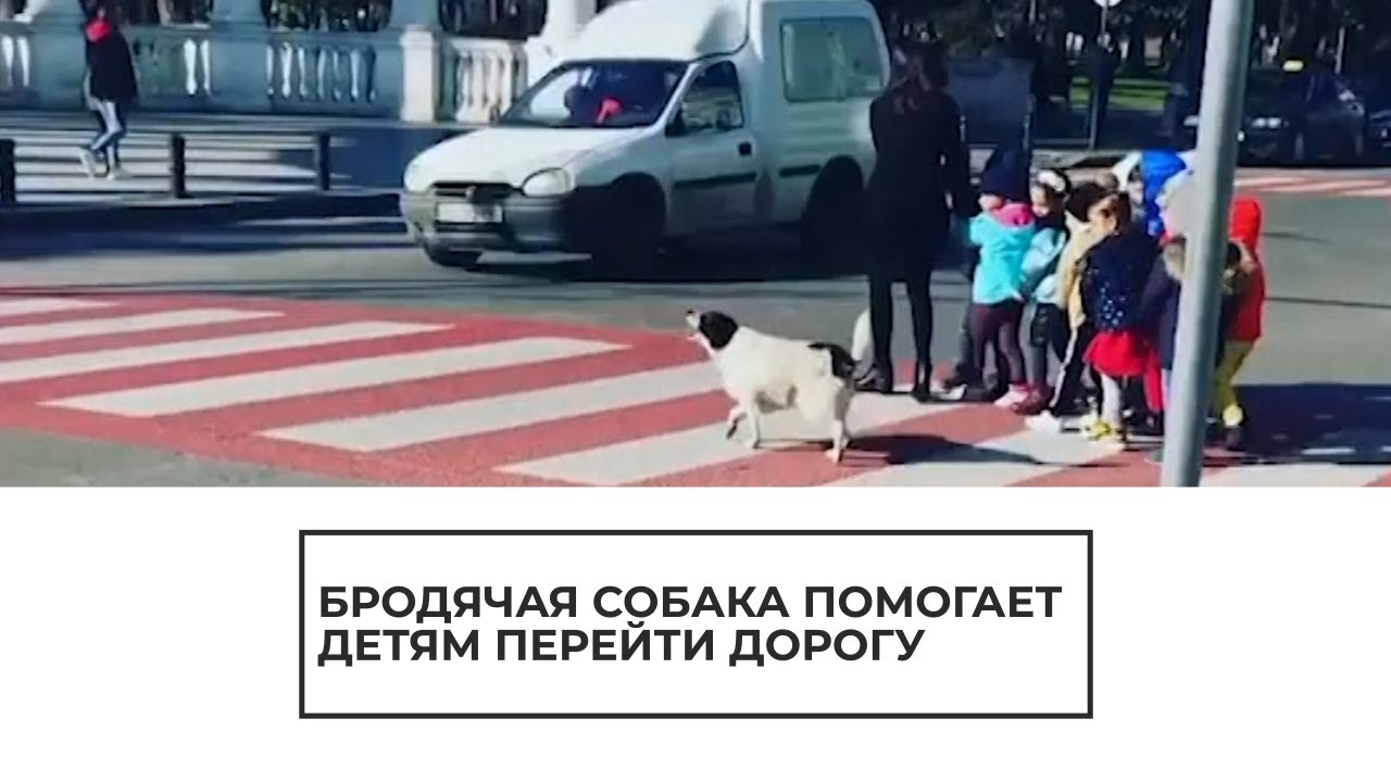 Собака помогает детям перейти дорогу