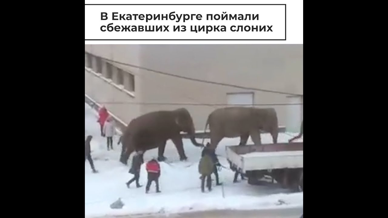 В Екатеринбурге поймали сбежавших из цирка слоних