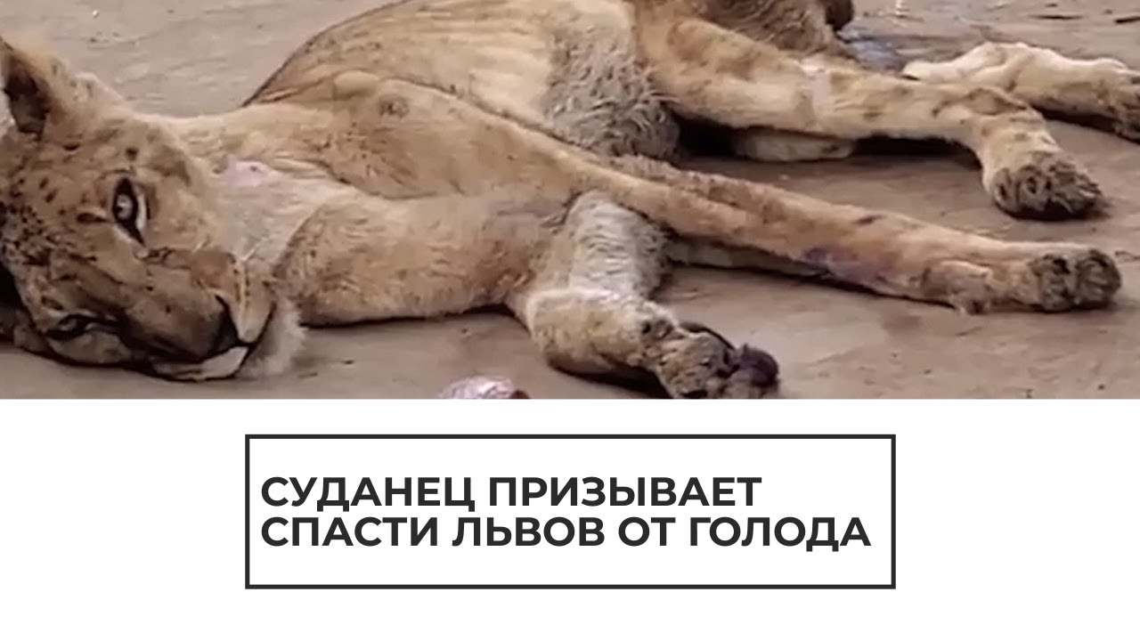 Суданец призывает спасти львов от голода