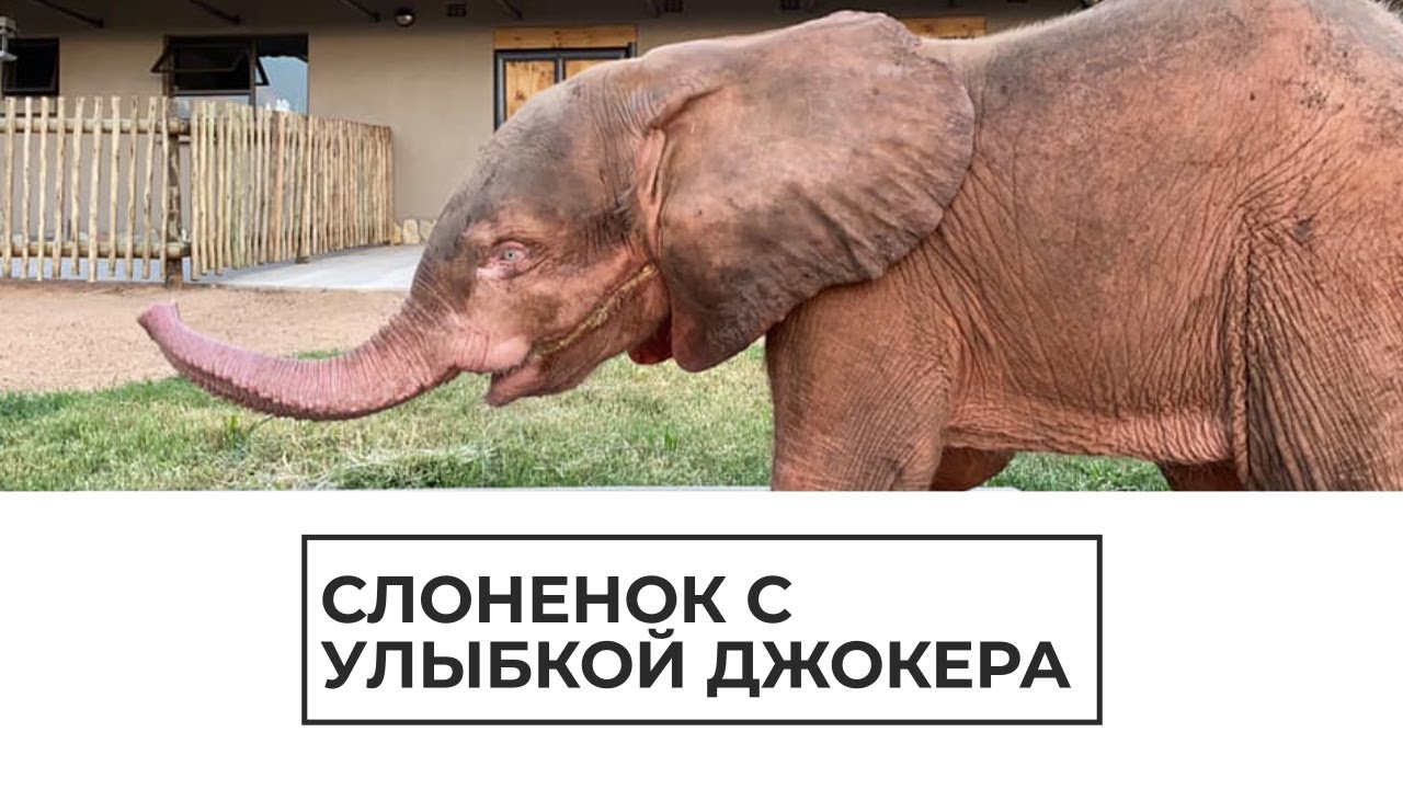 Слоненок с улыбкой Джокера