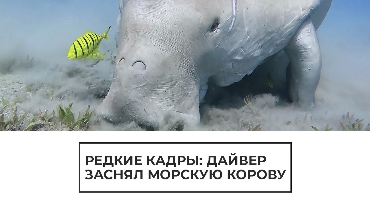 Редкие кадры с морской коровой
