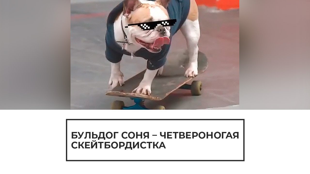 Бульдог Соня покоряет скейтпарки Челябинска