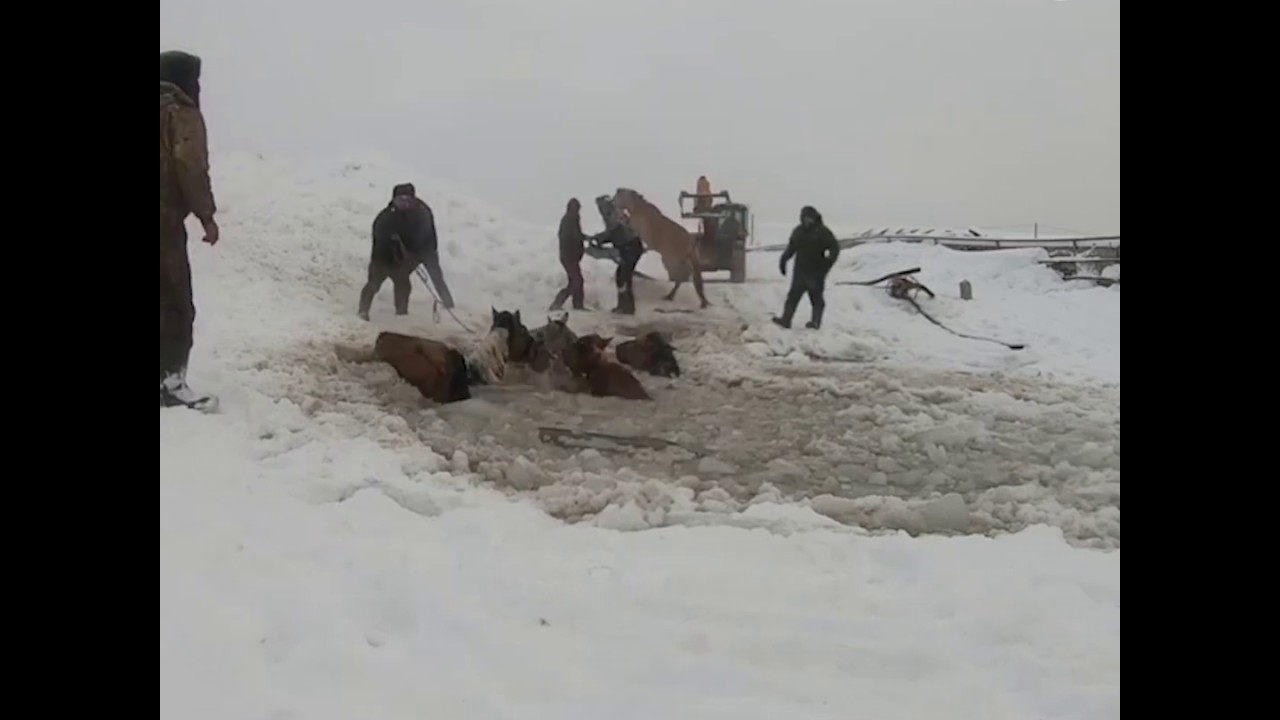 В Башкирии спасли лошадей, провалившихся под лед