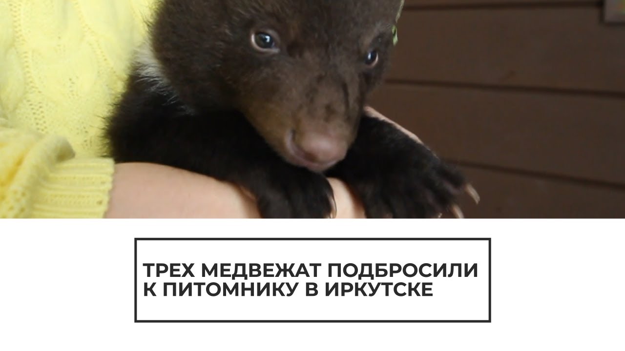 Медвежат подбросили к питомнику в Иркутске