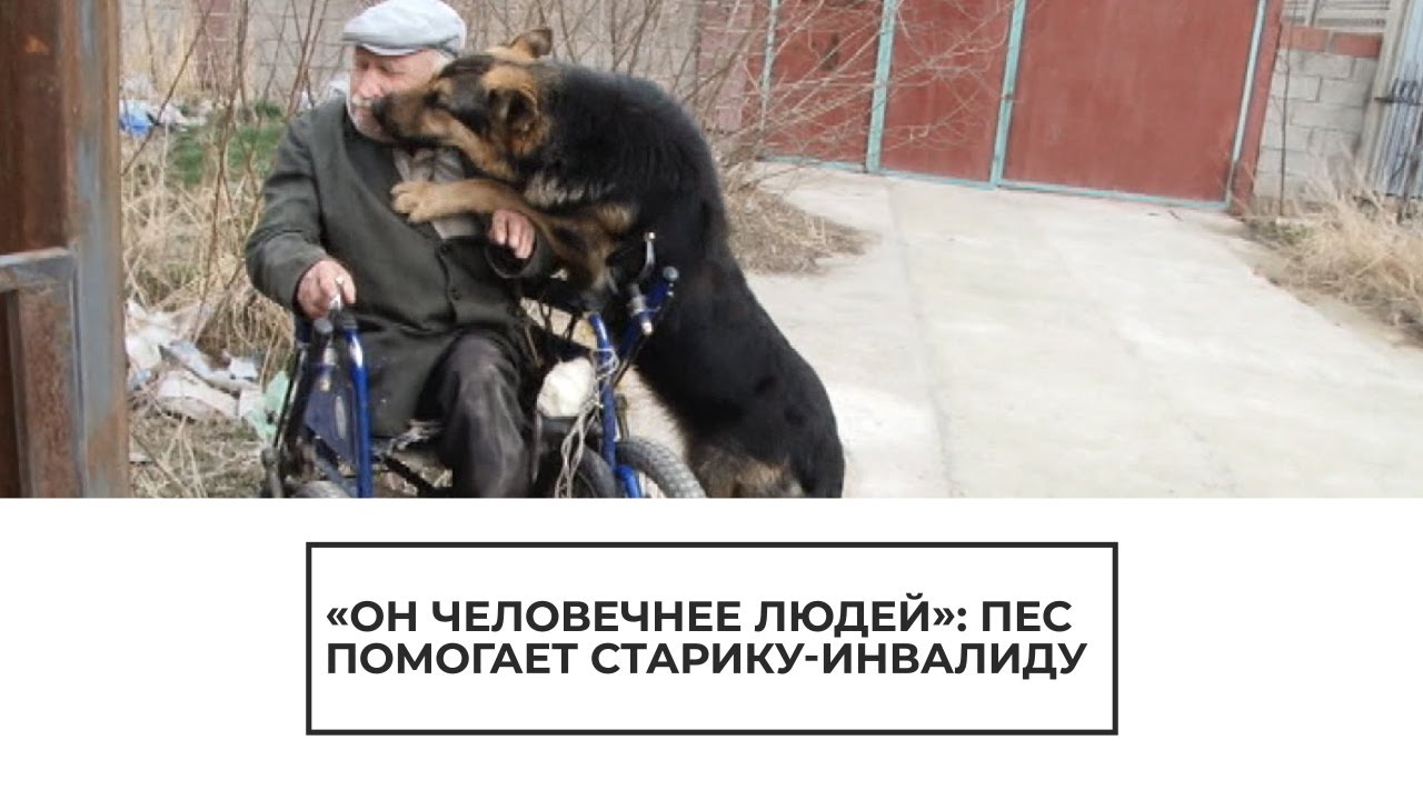 Пес помогает старику инвалиду