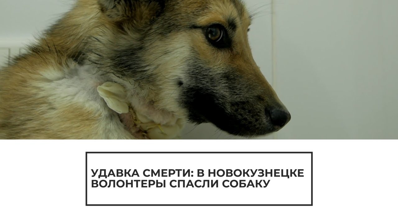 В Новокузнецке волонтеры спасли собаку от смерти