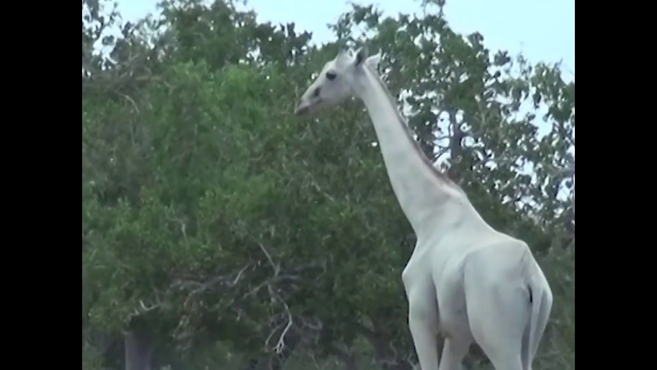 Браконьеры убили последнюю в мире самку белого жирафа