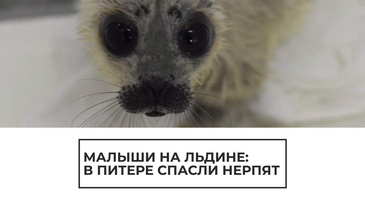 В Питере спасли нерпят
