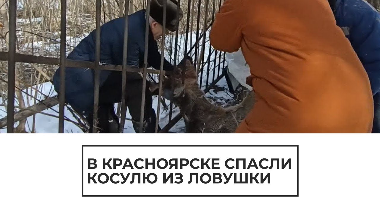 В Красноярске спасли косулю из ловушки
