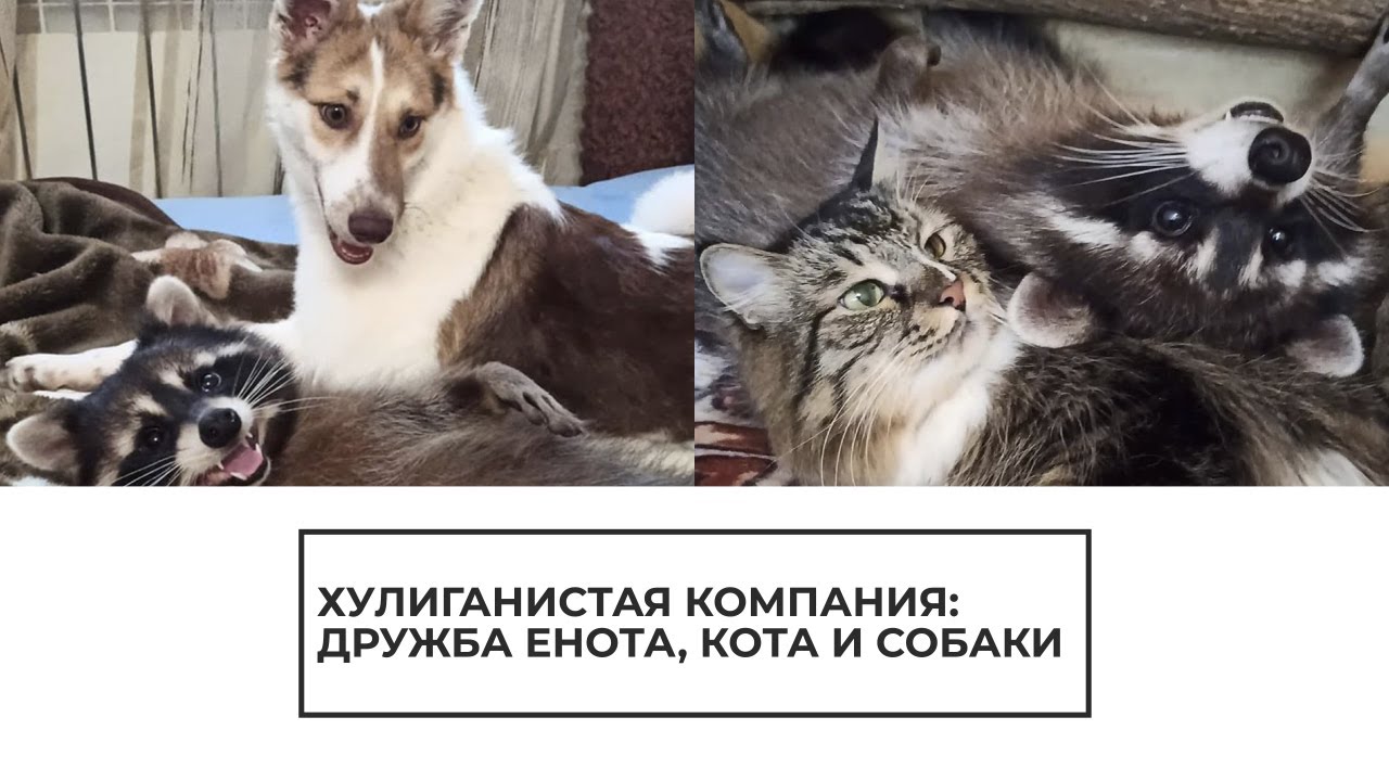 Дружба енота, кота и собаки