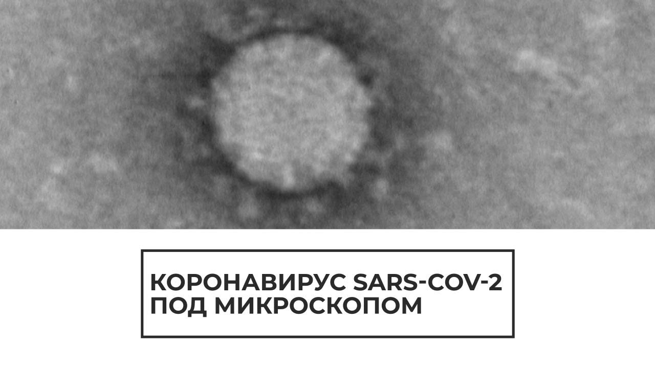 Коронавирус под микроскопом