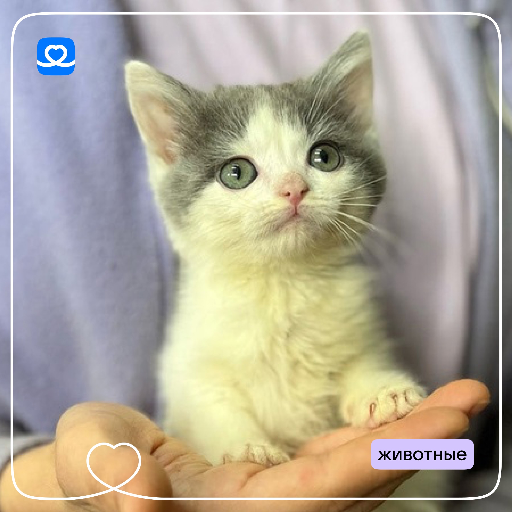 У котят в приюте особенно чувствительный и уязвимый……